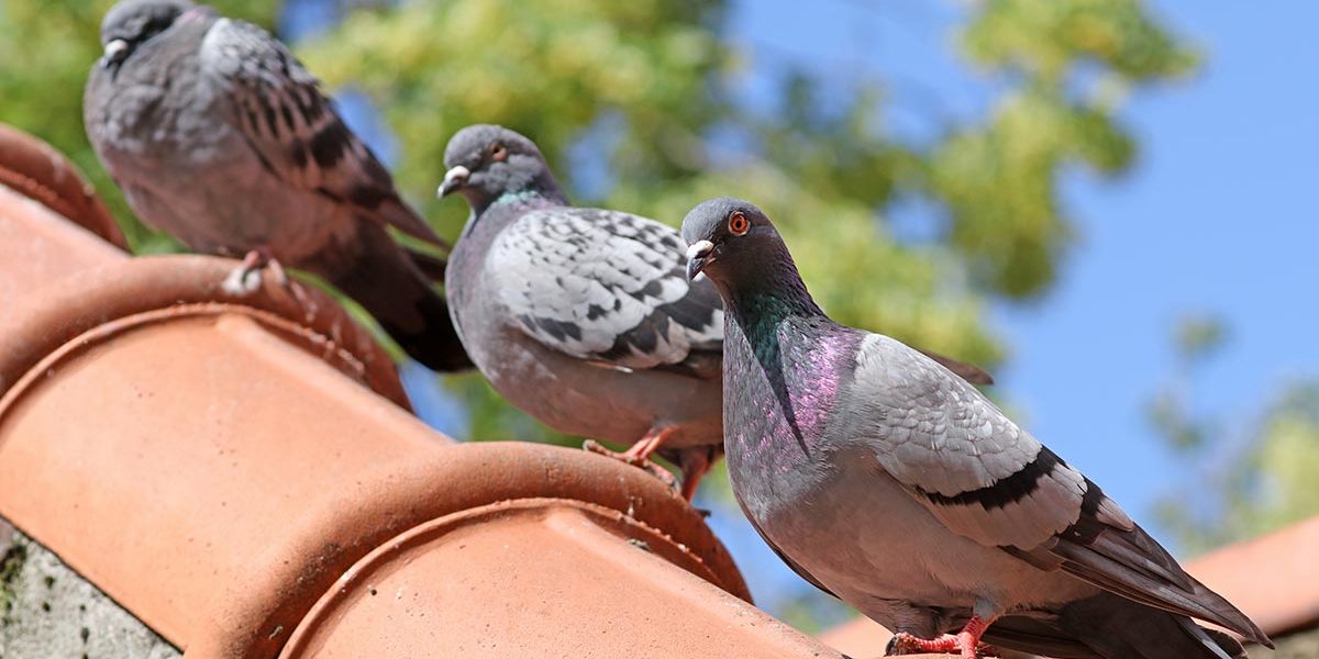 Drei Tauben sitzen auf Ziegeln auf einem Dach | Vogelrutsche