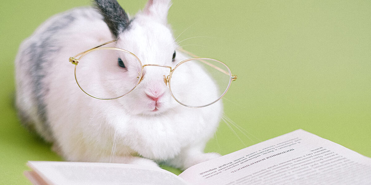 Ein Kaninchen mit Lesebrille und einem Buch - Makler werden